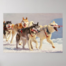 Happy Sled Dogs Marching On with Tongues Out Posters