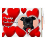 Happy Valentine's Staffordshire Bull Terrier  Card