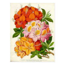 "Hardy Azaleas" by Sir Joseph Paxton Post Card