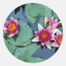 Hardy water lily, red, Nymphaea laydekeri Round Sticker