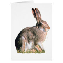 Hare Card