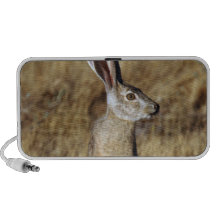 Hare Speakers
