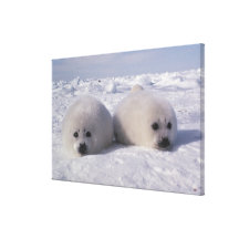 Harp seal (Phoca groenlandica) Harp seal pups Stretched Canvas Print