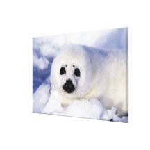 Harp seal pup ice Gulf of St. Lawrence, Canvas Print