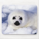 Harp seal pup ice Gulf of St. Lawrence, Mousepad