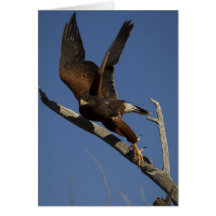 Harris Hawk 3 Card