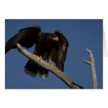 Harris Hawk 4 Cards