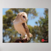 Harry's Owl Posters