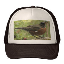 Hat with American Robin