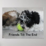Havanese Puppies Friendship Print