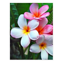 Hawaiian Hibiscus Flower postcard