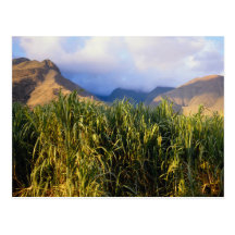 Hawaiian Landscape Postcard