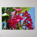 Hawaiian Pink Plumeria Poster