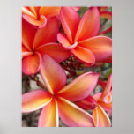 Hawaiian Plumeria Poster
