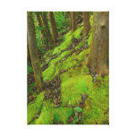 Hawaiian Rain Forest Gallery Wrapped Canvas
