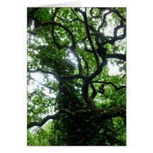 Hawaiian Rain Forest Greeting Card