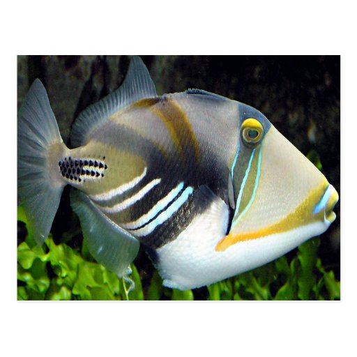 Hawaiian Tropical Fish Postcard