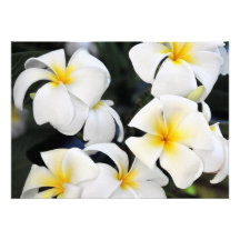Hawaiian White Plumeria Invitation