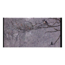 Hawk and king Fisher Custom Photo Card