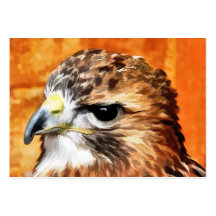 HAWK BUSINESS CARDS