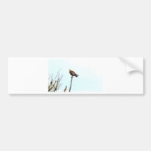 Hawk Eye Air Mail Bumper Stickers