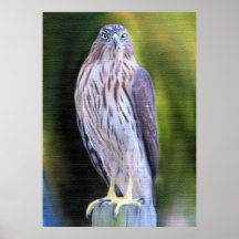 Hawk Painting Poster