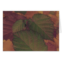 Hazelnut Leaf Cards