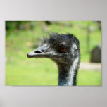 Head` Shot Of An Emus At Zoo Of Auckland Poster