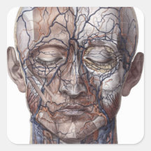 Head Veins and Muscles Square Sticker