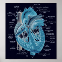 Heart anatomy posters