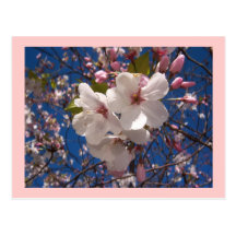 Heart Shaped Sakura Postcard