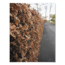 Hedge Photo