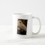 Hedwig 3 mugs