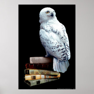 harry potter hedwig poster posters owl zazzle framed artwork