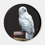 Hedwig on books refrigerator magnet