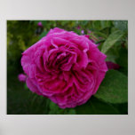 Heirloom Rose Print