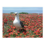 Helaine's Anacapa Island Seagull Postcards