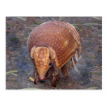 Helaine's Armadillo Post Card