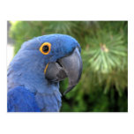 Helaine's Blue Parrot Postcards
