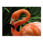 Helaine's Flamingo Postcards