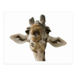 Helaine's Goofy Giraffe Post Card