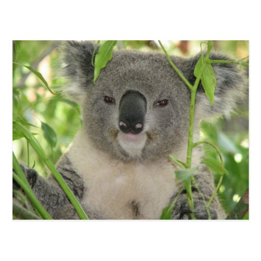 Helaine's Koala Bear Post Card