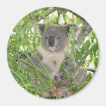 Helaine's Koala Bear Refrigerator Magnet