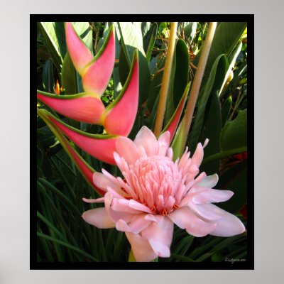Pink Torch Ginger Hawaiian