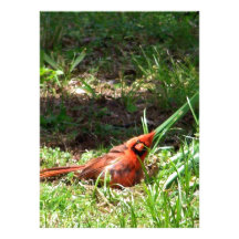 Hello Cardinal Personalized Invite