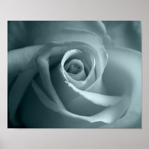 Hello Rose Poster
