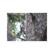 Hells Canyon Idaho Animals / Birds Aves Canvas Prints