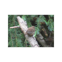 Hells Canyon Idaho Animals / Birds Aves Gallery Wrap Canvas