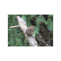 Hells Canyon Idaho Animals / Birds Aves Stretched Canvas Prints