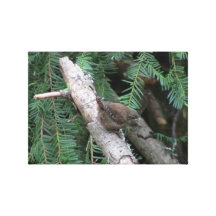 Hells Canyon Idaho Animals / Birds Aves Stretched Canvas Prints